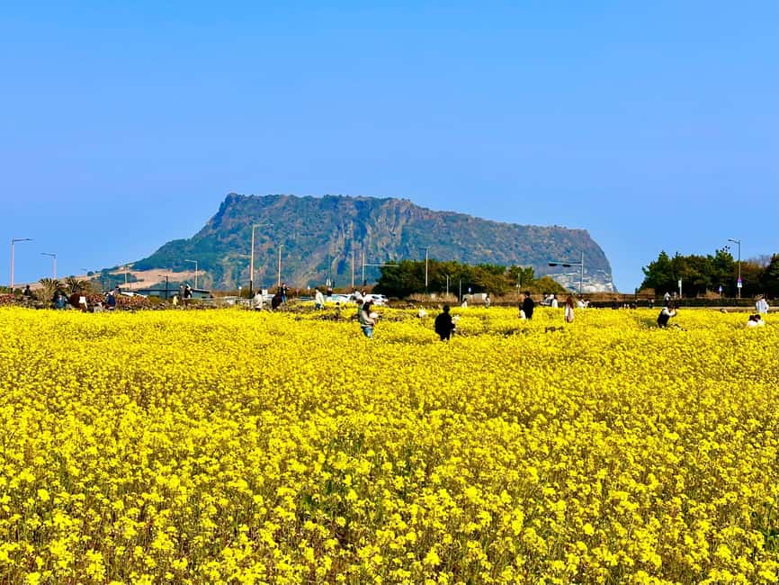 Jeju East: Small Group Healing Tour w/Woman Divers Show - Key points to know before you book