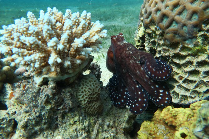 Journey of Diving or Snorkelling from a Boat - What the underwater portion is meant to offer