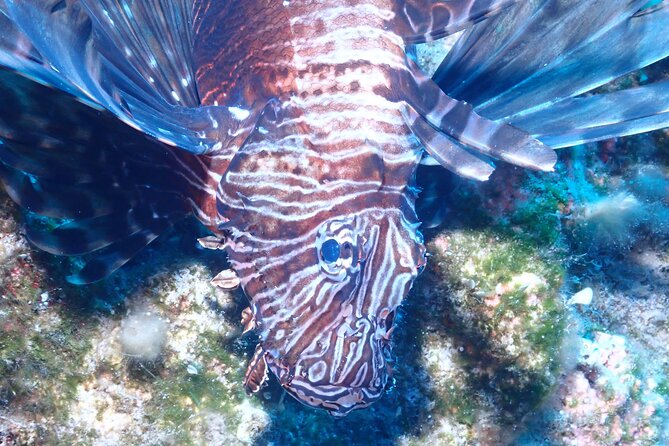 Jubilee Shoals guided boat dives - Two underwater sessions from the Barbossa