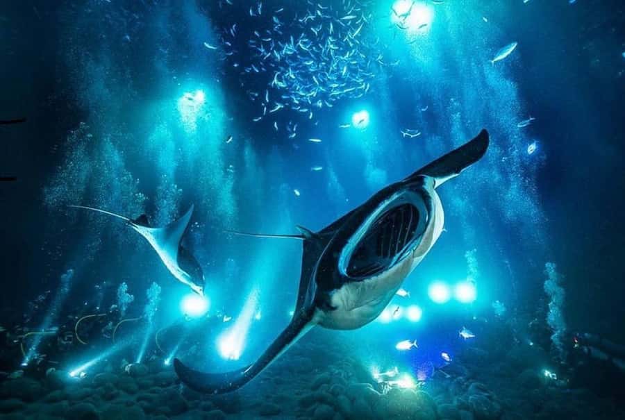 Kailua-Kona: Night Manta Snorkel or Dive - Why Kona’s night mantas are such a special sight