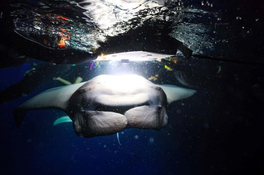 Kailua-Kona: Night Manta Snorkel or Dive - A two-hour plan built around one underwater viewing site