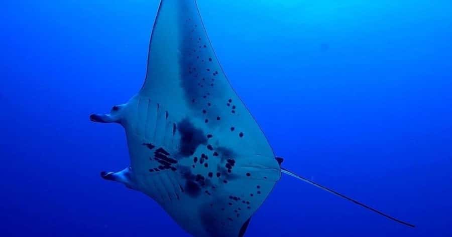 Kailua-Kona: Night Manta Snorkel or Dive - What the underwater view is like