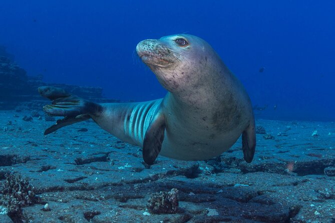 Kauai's Exclusive Morning Scuba Charter for Experienced Divers - Starting at 7:30 am in Poipu