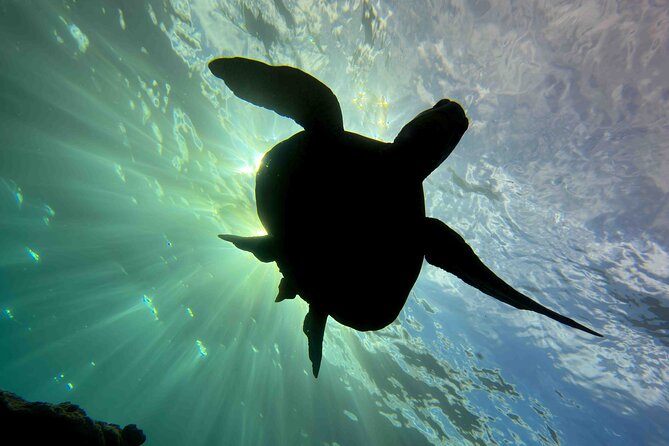 Kauai's Exclusive Morning Scuba Charter for Experienced Divers - Wildlife that may appear below the surface