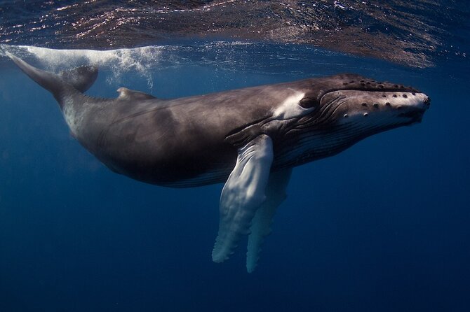 Kauai's Exclusive Morning Scuba Charter for Experienced Divers - What the advanced format means for you