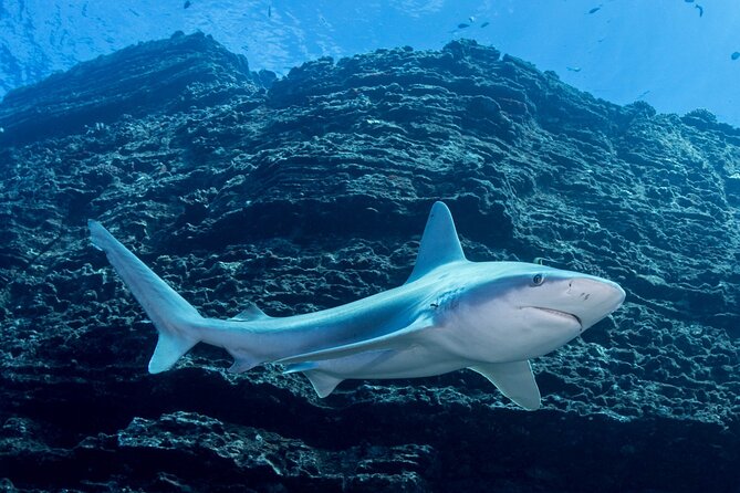 Kauai's Exclusive Morning Scuba Charter for Experienced Divers - The value of the $259.11 price