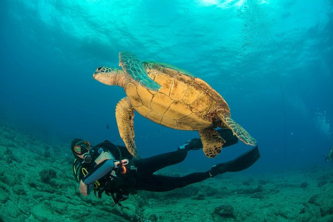Kauai's Ultimate Discover Scuba Dive - OCEAN EXPERIENCE (1 Tank Dive) - Key points to know before booking