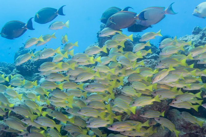Kauai's Ultimate Discover Scuba Dive - OCEAN EXPERIENCE (1 Tank Dive) - What you may see below the surface
