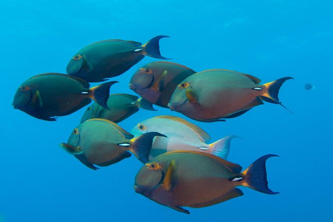 Kauai's Ultimate Discover Scuba Dive - OCEAN EXPERIENCE (1 Tank Dive) - How long are you actually underwater?