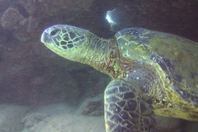 Kauai's Ultimate Discover Scuba Dive - OCEAN EXPERIENCE (1 Tank Dive) - Price and overall value at $186.13