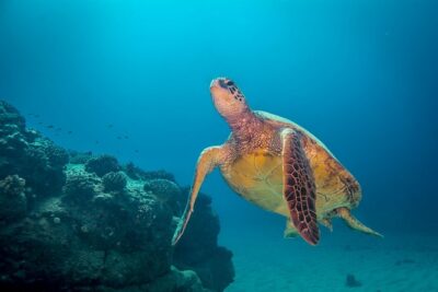 Kauai’s Ultimate Dive Boat Adventure (for CERTIFIED Divers Only)