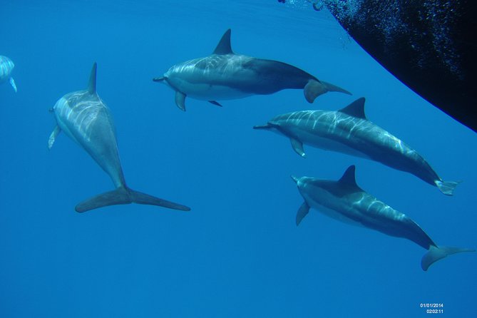 Kauai's Ultimate Dive Boat Adventure (for CERTIFIED Divers Only) - Who should book this outing?