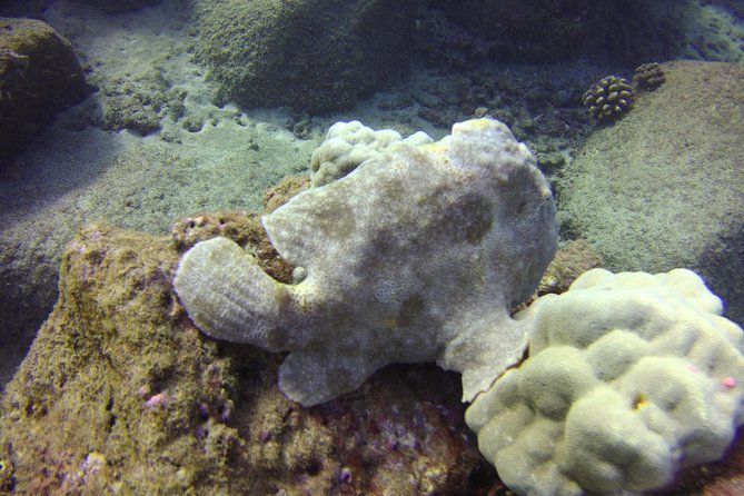 Kauai's Ultimate Dive Boat Adventure (for CERTIFIED Divers Only) - Booking details and cancellation terms