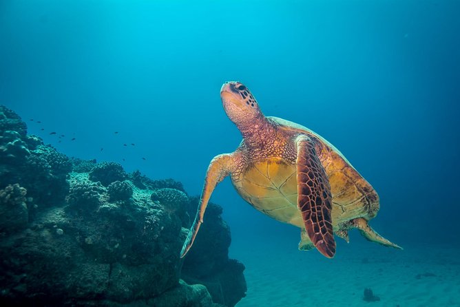 Kauai's Ultimate Dive Boat Adventure (for CERTIFIED Divers Only) - What makes the south shore special