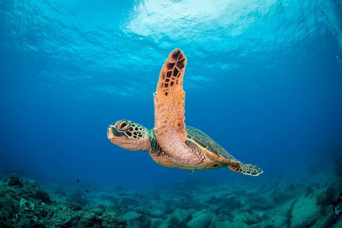 Kauai's Ultimate Scooter Adventure 2 Tank Dive (Advance Certified Divers Only) - The first tank lets you learn the scooter