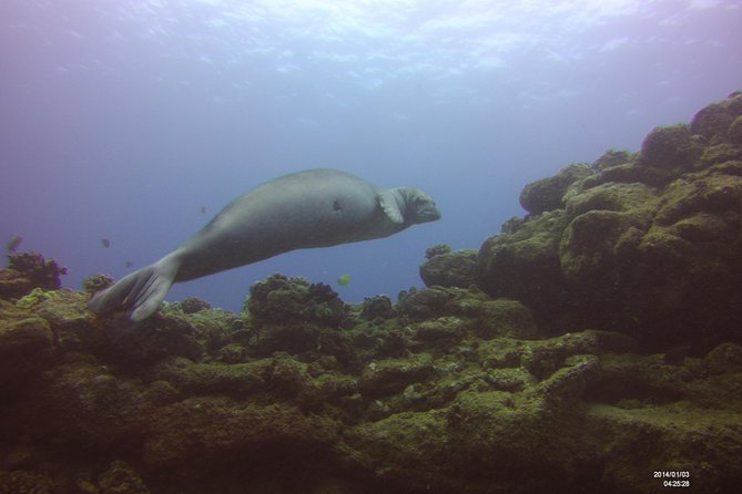 Kauai's Ultimate Scooter Adventure 2 Tank Dive (Advance Certified Divers Only) - Sheraton Caverns gives the second stop a purpose