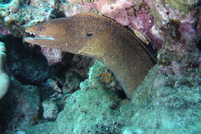 Kauai's Ultimate Scooter Adventure 2 Tank Dive (Advance Certified Divers Only) - Four people means more attention