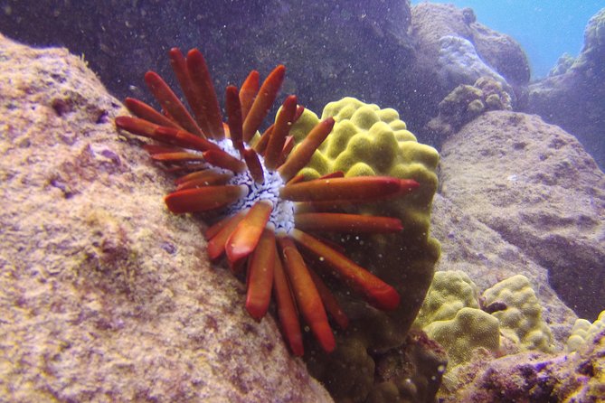 Kauai's Ultimate Scooter Adventure 2 Tank Dive (Advance Certified Divers Only) - Who should book this Kauai outing