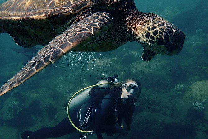 Kauai's Ultimate South Shore 2 Tank Dive (Certified Divers Only) - What makes this south shore outing worth your time