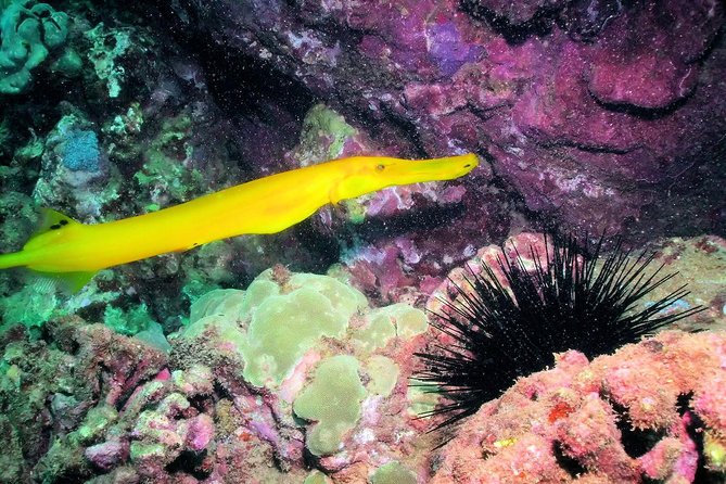 Kauai's Ultimate South Shore 2 Tank Dive (Certified Divers Only) - Entering Hanaka’ape Bay from Koloa Landing