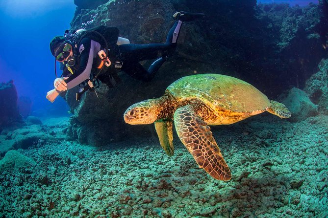 Kauai's Ultimate South Shore 2 Tank Dive (Certified Divers Only) - What you might see below the surface