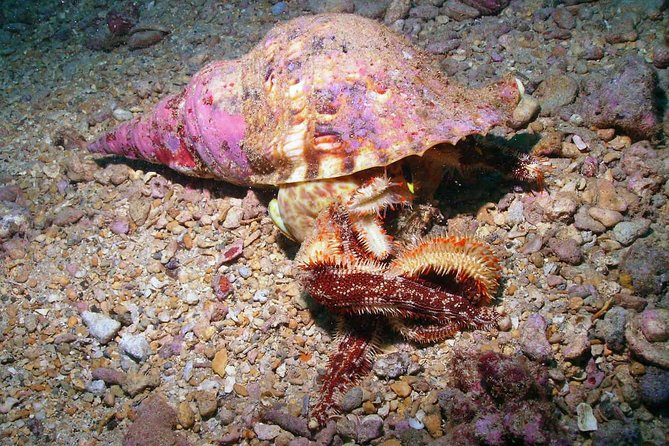 Kauai's Ultimate South Shore 2 Tank Dive (Certified Divers Only) - The surface break: snacks, water, and a second look at Kauai