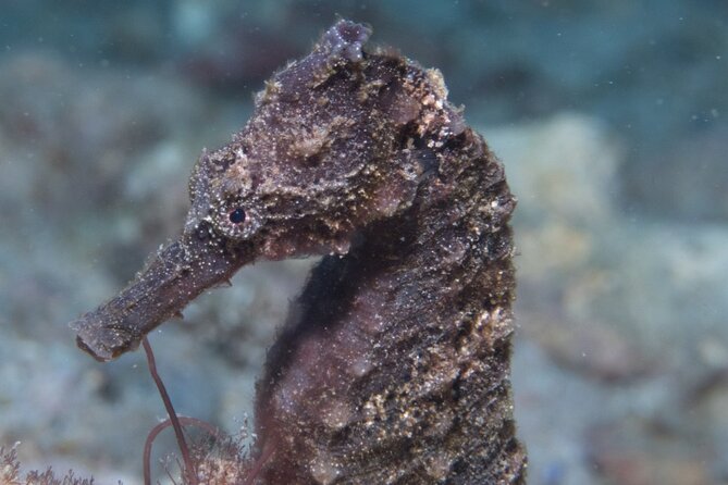 Kauai Scuba Diving for Beginners - The 18-hour rule changes your Kauai plans
