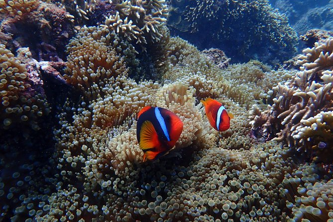 Kenting, Taiwan｜Snorkeling Free underwater photography One-on-one with instructor｜Taiwan Diving Snorkeling - Thirty to 40 minutes among coral and fish