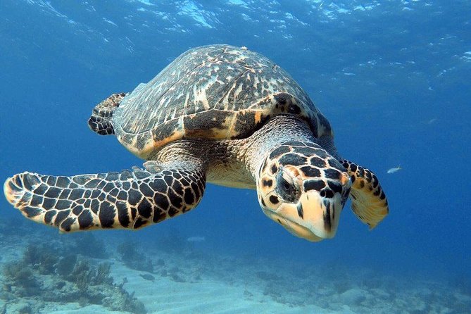 Key Largo 2 Tank Dive trip - Starting at 51 Garden Cove Drive