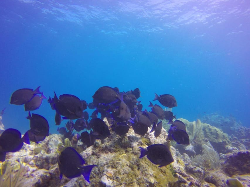 Key Largo: Molasses Reef Novice to Intermediate Dive - Key Points Before You Book