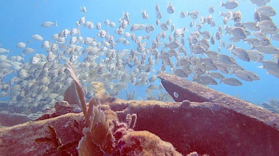 Key Largo: Molasses Reef Novice to Intermediate Dive - A Small Boat Group With Personal Service