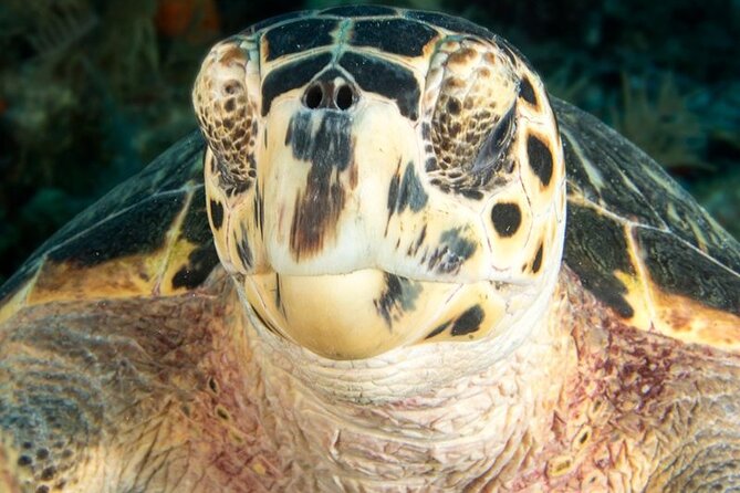 Key Largo Scuba Trip, 2 Location - 65 Min Per Site - Why the 65-minute sessions matter