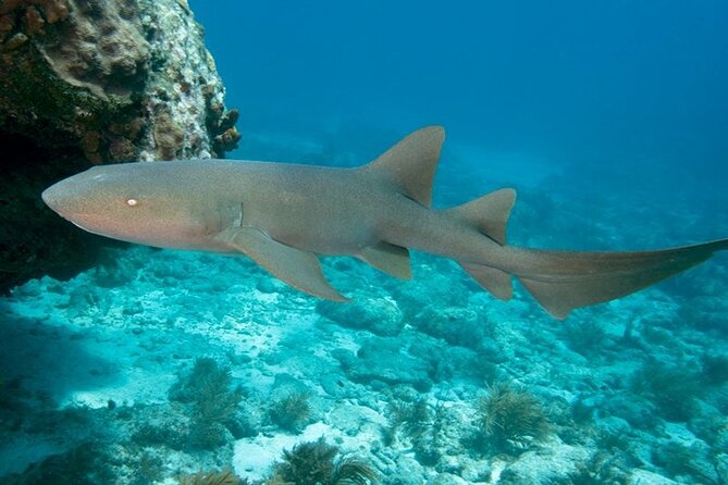 Key Largo Scuba Trip, 2 Location - 65 Min Per Site - Choosing between reef, wreck, and statue sites