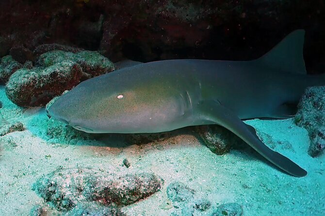 Key Largo Scuba Trip, 2 Location - 65 Min Per Site - The crew and the feel on board