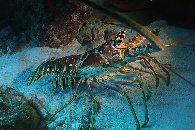 Key Largo Scuba Trip, 2 Location - 65 Min Per Site - Weather, currents, and the limits of a fixed plan