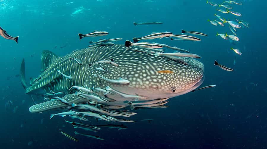 Ko Tao: Open Water Scuba Diving 4-Day Course - Day two at 10:00 AM: classroom basics before the pool