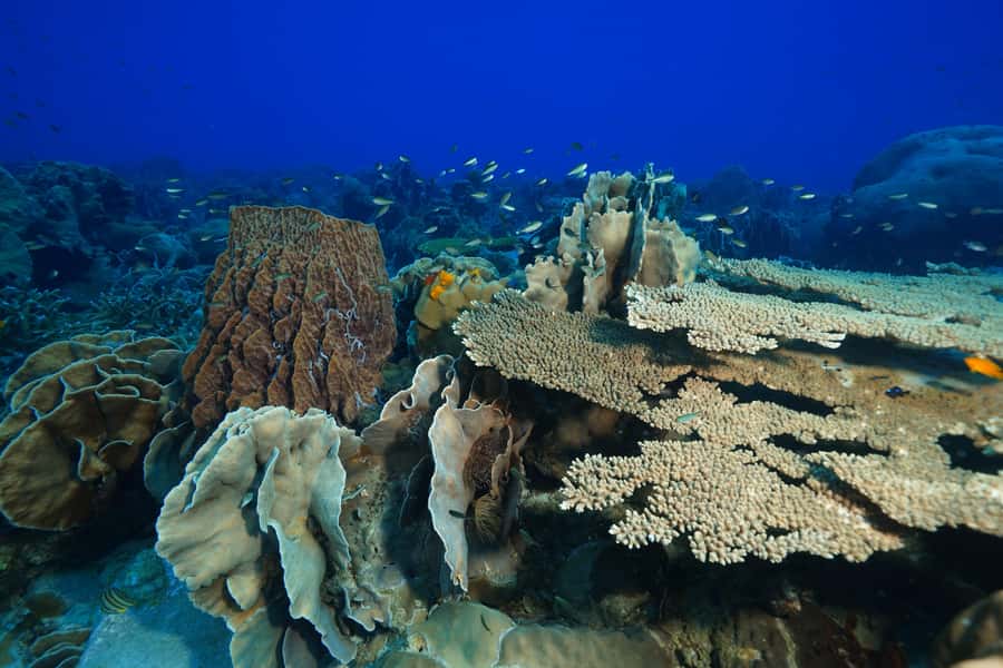 Koh Chang: 1-Day Dive Trip to Top Underwater Sites - Should you book it?