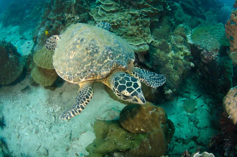 Koh Chang: 1-Day Dive Trip to Top Underwater Sites - Equipment, briefings, and underwater guidance