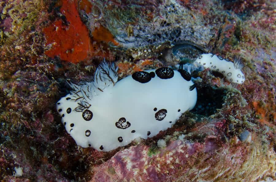 Koh Chang: 1-Day Dive Trip to Top Underwater Sites - Lunch, drinks, and the value of a $107 day