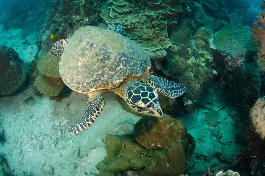 Koh Chang: 1-Day Dive Trip to Top Underwater Sites - Who should book this Koh Chang boat trip