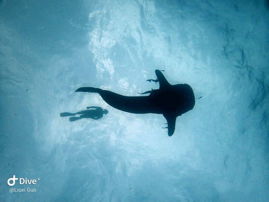 Koh Chang: 1-Day Dive Trip to Top Underwater Sites - Practical tips before you reserve