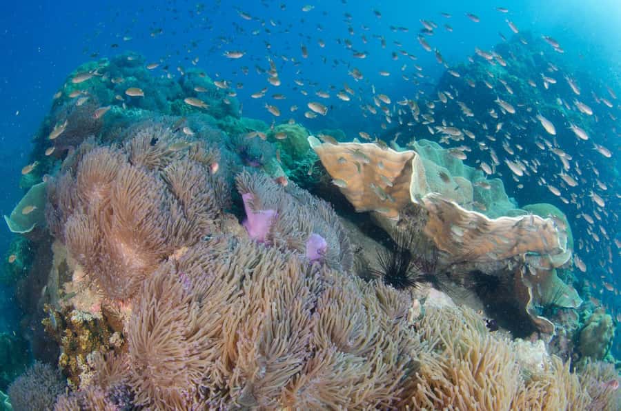 Koh Chang: 3-Day PADI Open Water Scuba Dive Course - Days two and three: four sea sessions from Koh Chang