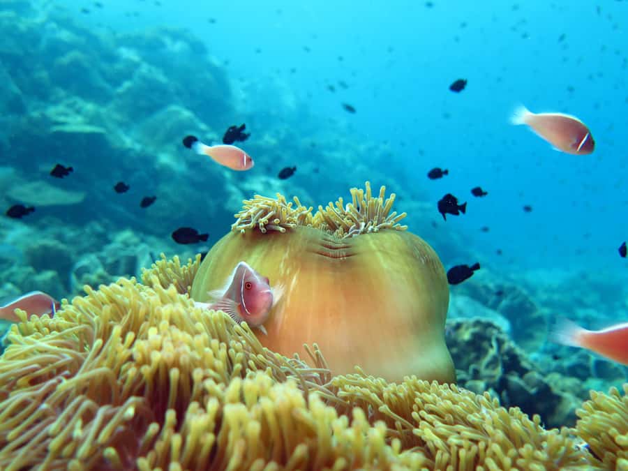 Koh Chang: Discover Scuba Diving for Beginners with 2 Dives - Who will get the most from this trip