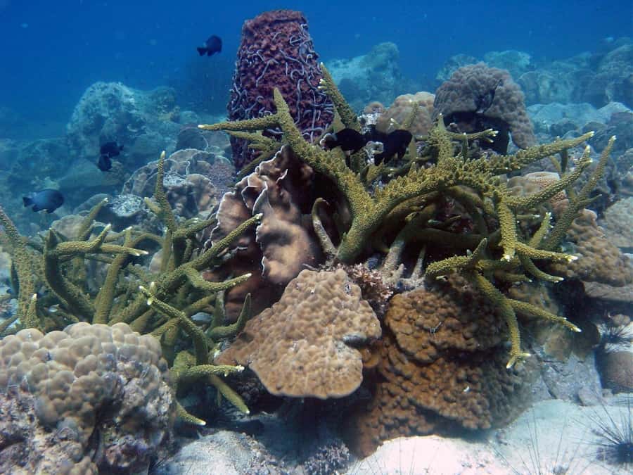 Koh Chang: Discover Scuba Diving for Beginners with 2 Dives - What $160 really covers