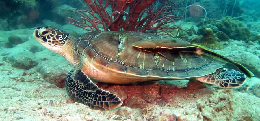 Koh Chang: Discover Scuba Diving for Beginners with 2 Dives - The early pickup from Koh Chang’s west coast