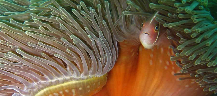 Koh Kood: Discover Scuba Diving for Beginners with 2 Dives - Should you book the Koh Kood beginner scuba day?
