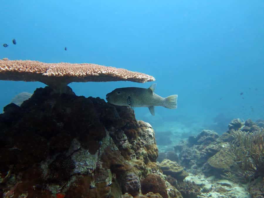 Koh Kood: Discover Scuba Diving for Beginners with 2 Dives - Lunch on the boat and a gentler afternoon pace