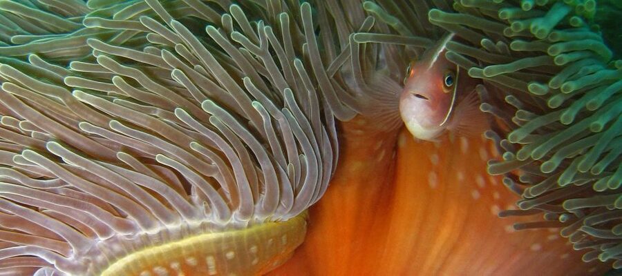 Koh Kood: Discover Scuba Diving for Beginners with 2 Dives - What the $160 price really covers