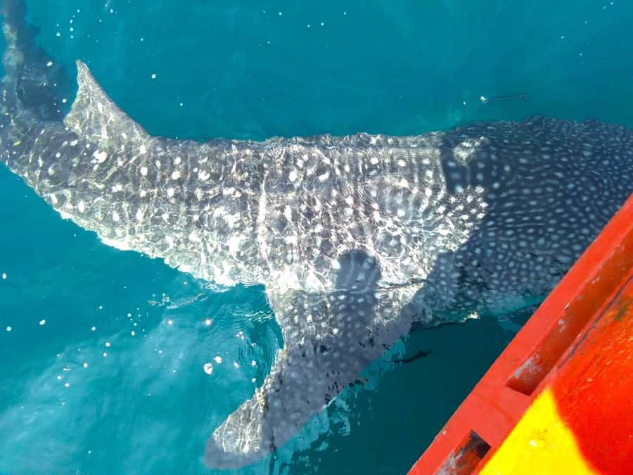 Koh Kood: Discover Scuba Diving for Beginners with 2 Dives - Who should book this experience