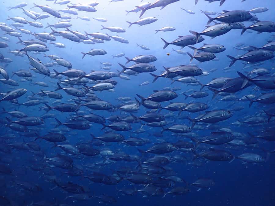 Koh Samui: 3-Day PADI Open Water Diver Course - What Koh Tao and Sail Rock add to the course